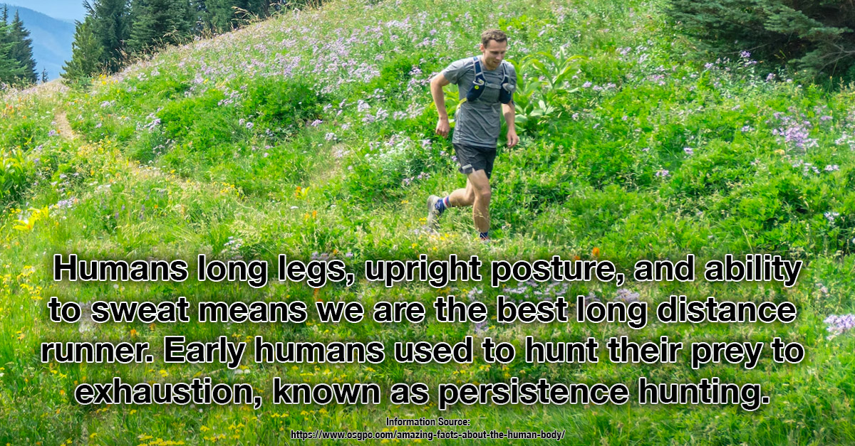 As species, we are expert long distance runners - Our Amazing Bodies