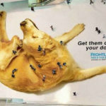 Dog Fleas Design