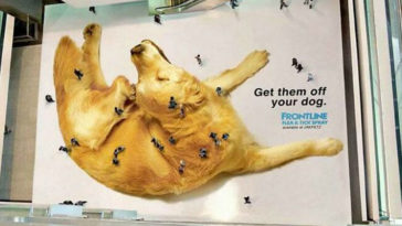 Dog Fleas Design