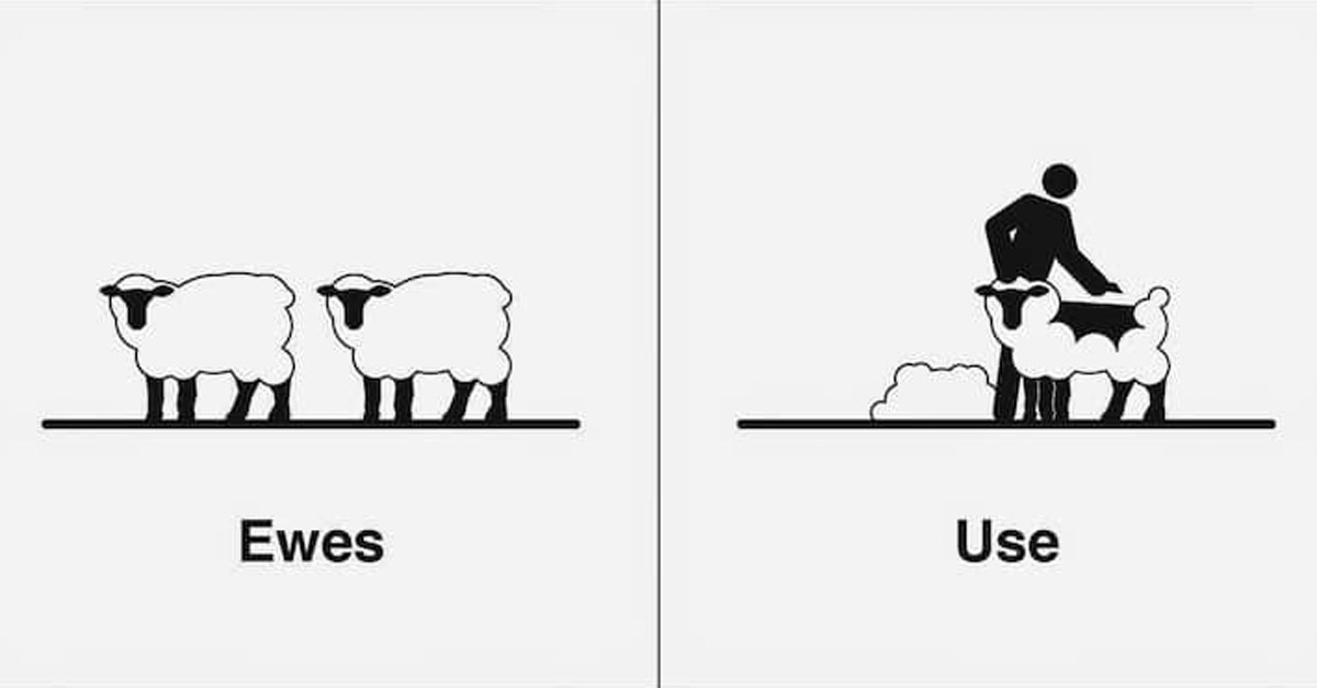 Ewes and Use Homophone