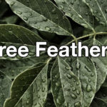 Leaves are now called Tree Feathers - New Names By Kids