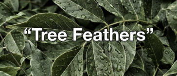 Leaves are now called Tree Feathers - New Names By Kids
