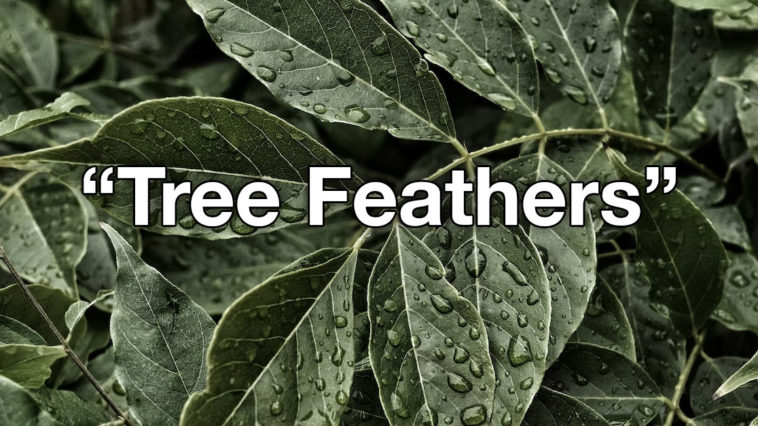 Leaves are now called Tree Feathers - New Names By Kids