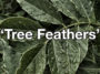Leaves are now called Tree Feathers - New Names By Kids