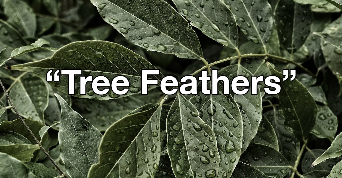 Leaves are now called Tree Feathers - New Names By Kids