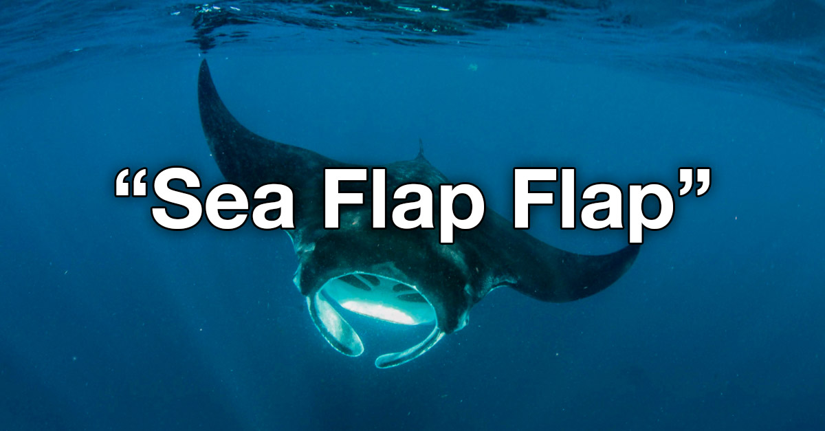Sea Flap Flap New Name By Kids for a Mantaray Fish