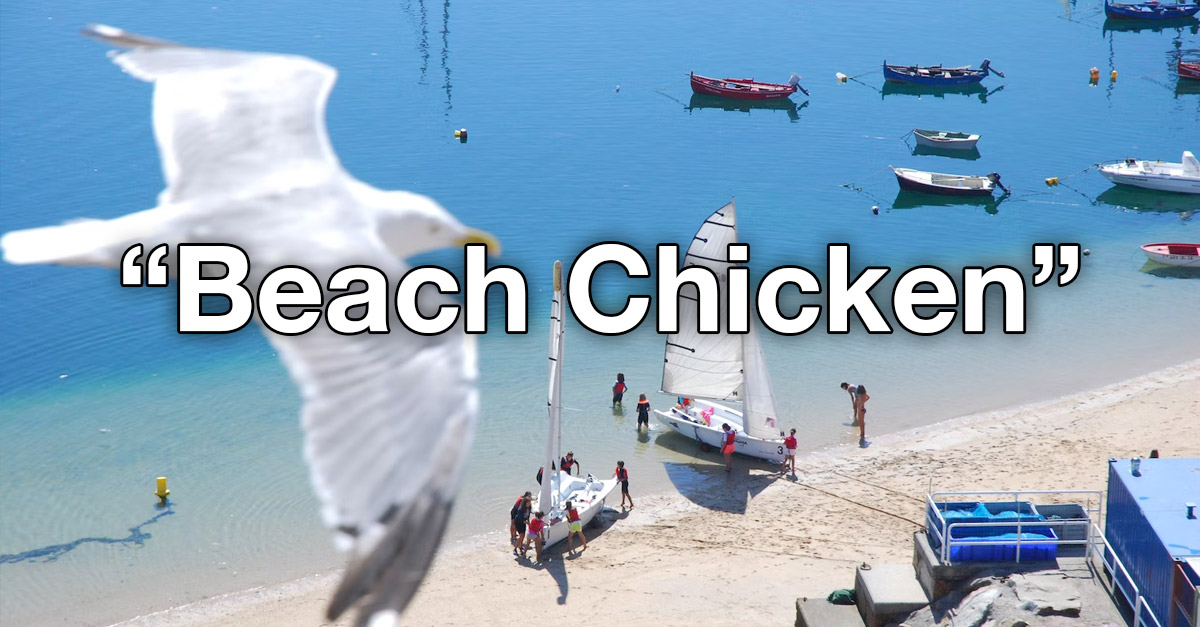 Seagull is now called a Beach Chicken - New Names By Kids