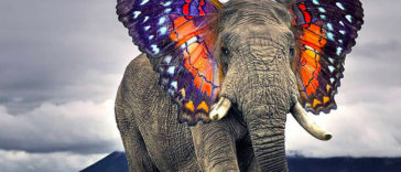 Butterphant - Amazing Hybrid Animal