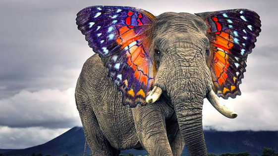 Butterphant - Amazing Hybrid Animal