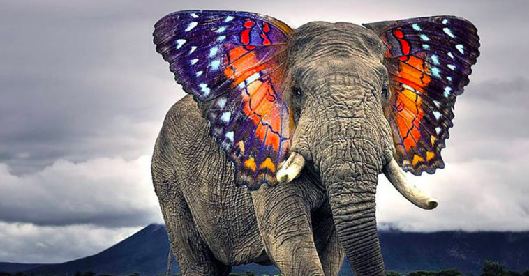 Butterphant - Amazing Hybrid Animal