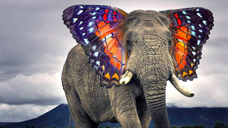 Butterphant - Amazing Hybrid Animal