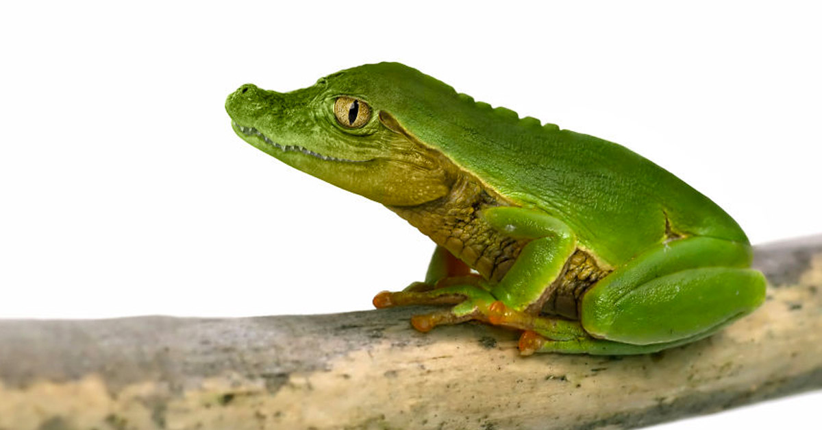 Frogodile - Amazing Hybrid Animal