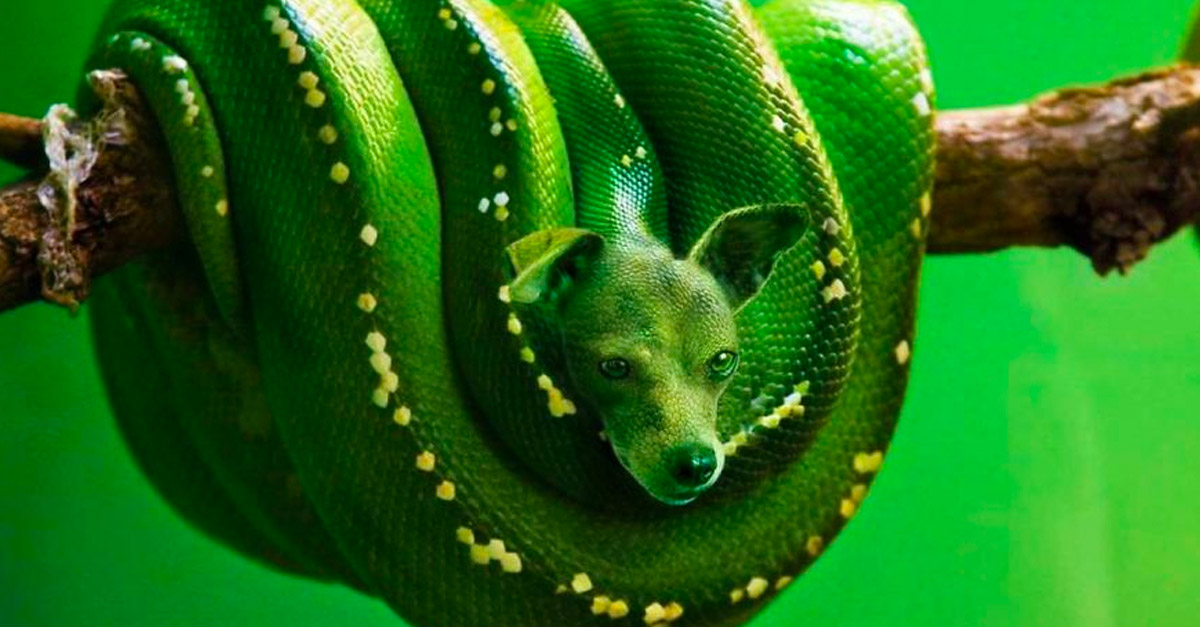 Green Bark Python - Amazing Hybrid Animal