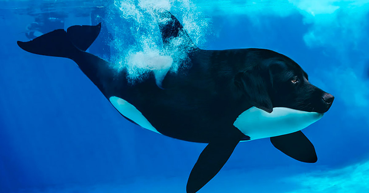 Labradorca - Amazing Hybrid Animal