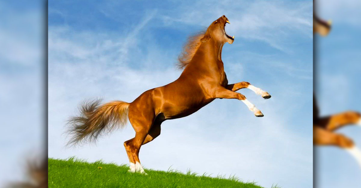 Lorse - Amazing Hybrid Animal