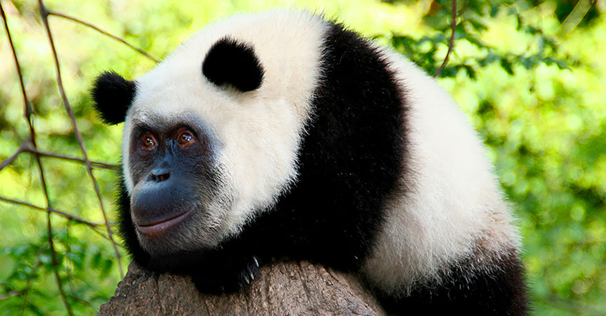 Orangupanda - Amazing Hybrid Animal