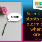 Plants Scream - Amazing Fact