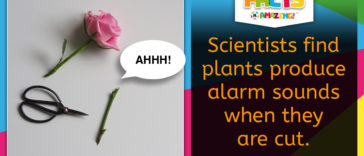 Plants Scream - Amazing Fact