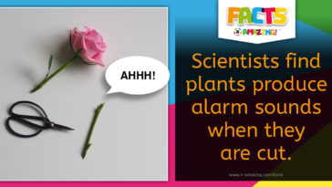 Plants Scream - Amazing Fact