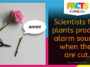Plants Scream - Amazing Fact