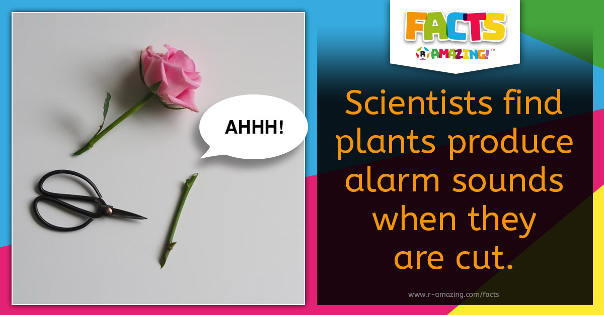 R Amazing! Facts - Plants Scream