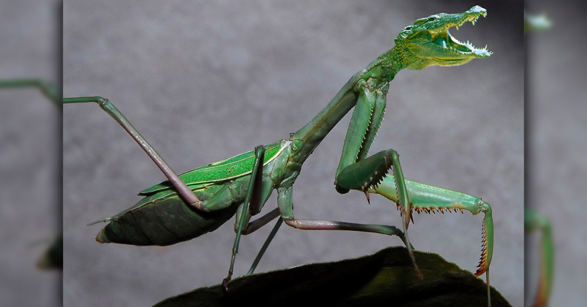 Praying Mantigator - Amazing Hybrid Animal