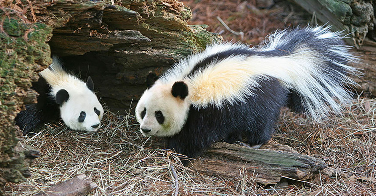 Punk - Amazing Hybrid Animal