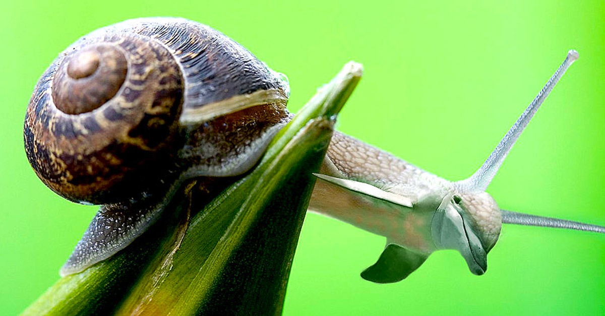 Snolphin - Amazing Hybrid Animal