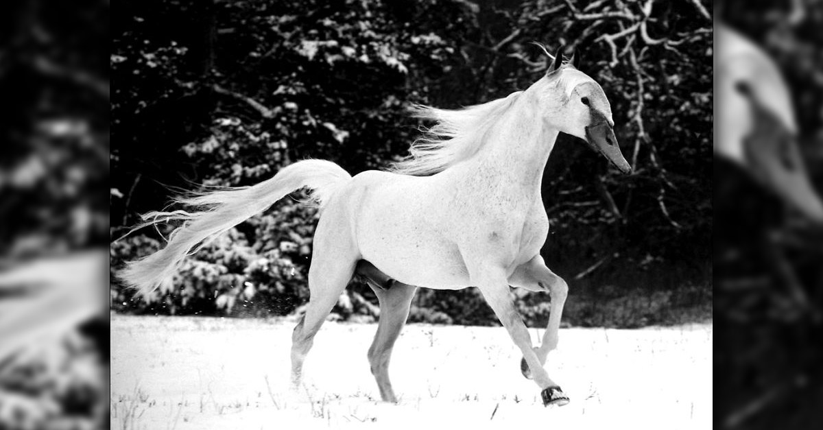 Swanhorse - Amazing Hybrid Animal