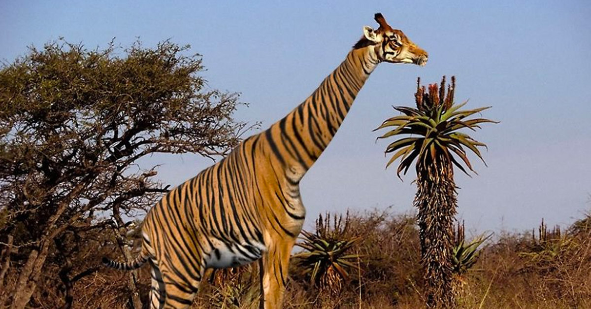 Tigraffe - Amazing Hybrid Animal