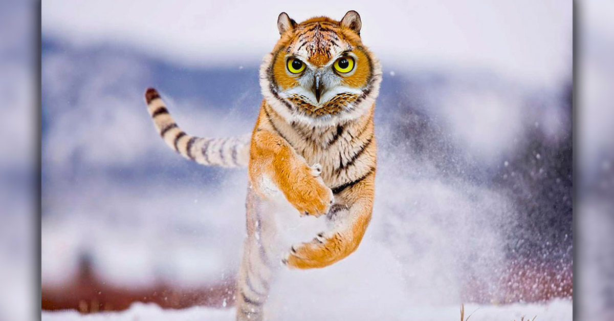 Towel - Amazing Hybrid Animal