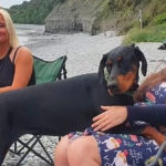 A dog sniffs out a kidney donor