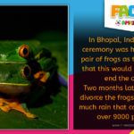 Frog Married for Rain - Amazing Facts