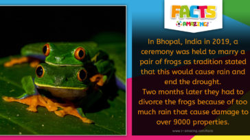 Frog Married for Rain - Amazing Facts