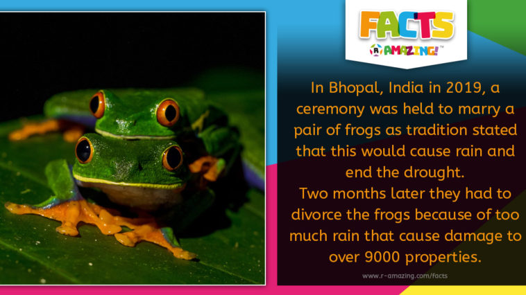 Frog Married for Rain - Amazing Facts