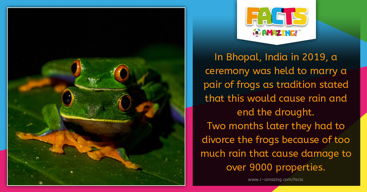 R Amazing! Facts - Frog who married to bring rain