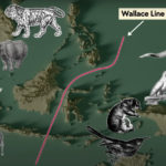 Wallace Line
