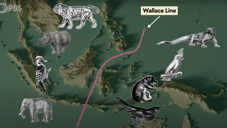 Wallace Line