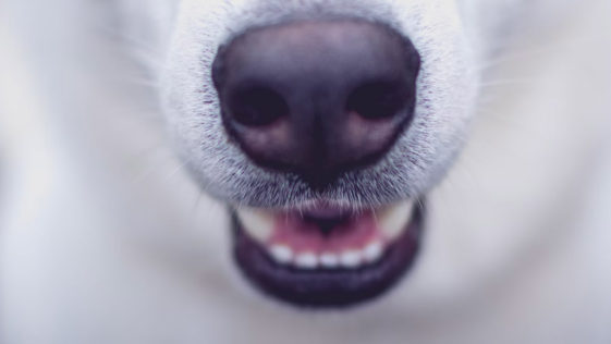 Why do dogs have cold noses?