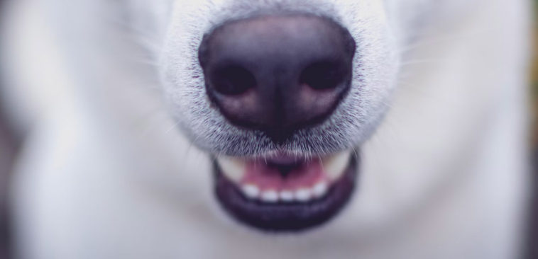 Why do dogs have cold noses?