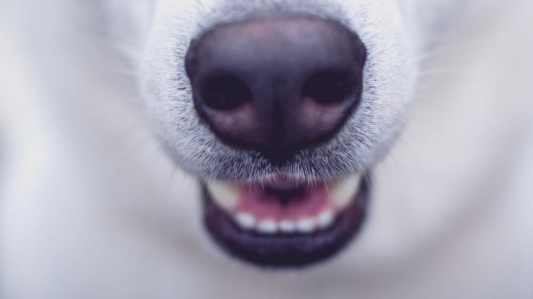 Why do dogs have cold noses?