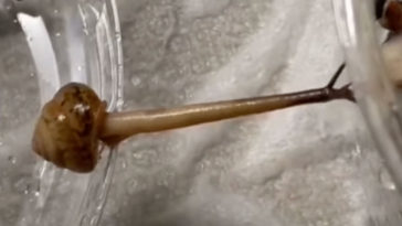 A Snail Bridging A Gap