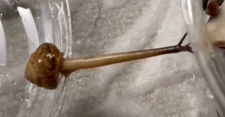 A Snail Bridging A Gap