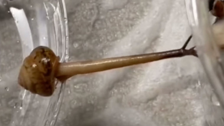 A Snail Bridging A Gap