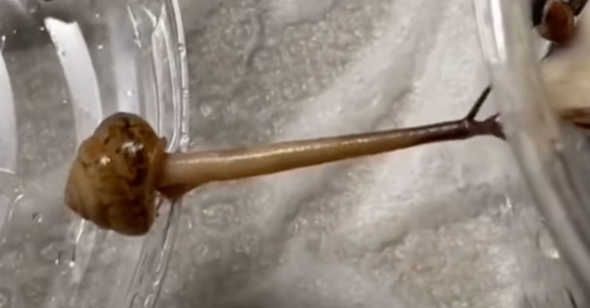 A Snail Bridging A Gap