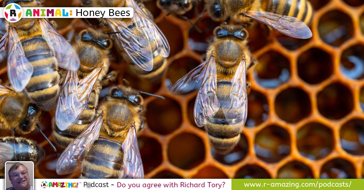 Richard Tory's Amazing Animal