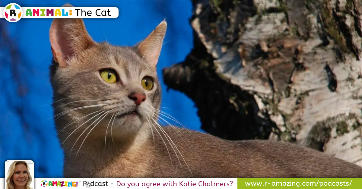 Katie's Most Amazing Animal