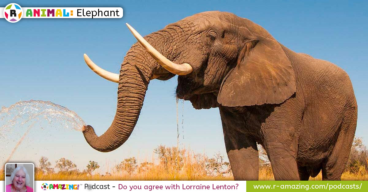 Lorraine Lenton's Most Amazing Animal