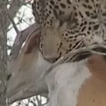 Dog Escapes From Leopard