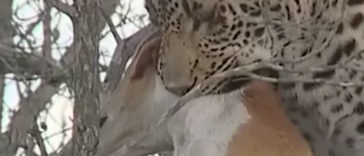 Dog Escapes From Leopard